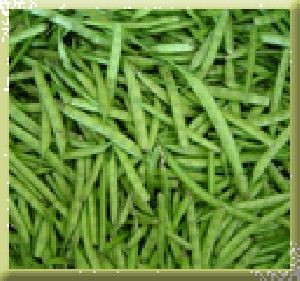 Pusa Navabahar Cluster beans