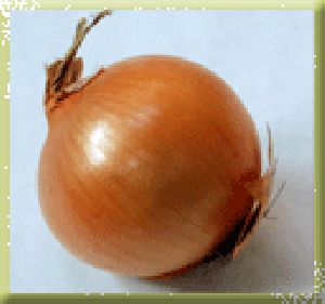 Pusa Pursungi Onion