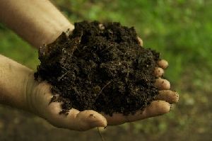 Organic Fertilizer