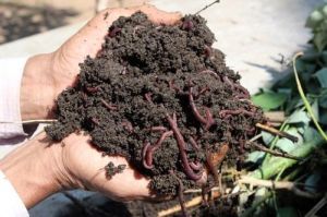 pure vermicompost