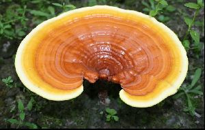 Rishi Mushroom