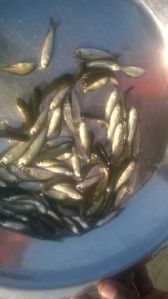 Rohu Fish Seeds