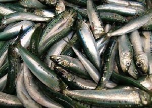 Fresh Sardinops Sagax Fish
