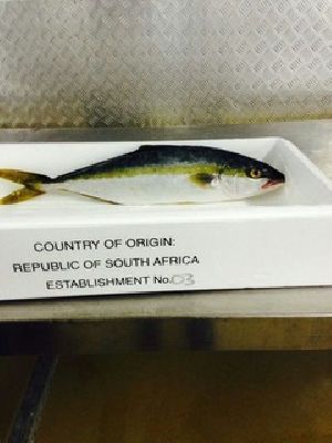 Fresh Yellowtail Fish
