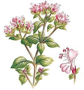 Marjoram Oil