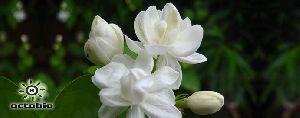 Jasminum Sambac