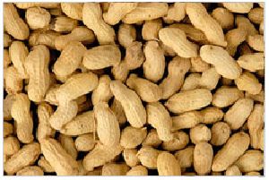 groundnut kernels seeds