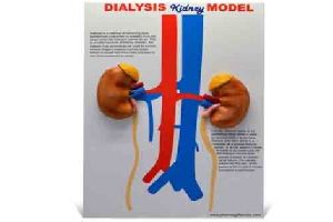 3D THERAPY DESKTOP BOARDS - Kidney Dialysis Model