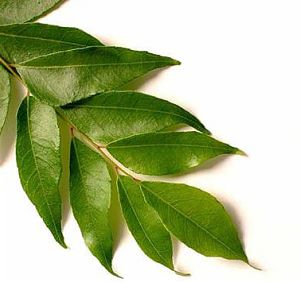 Curry Leaf