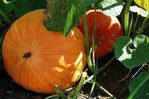 Vegetable Seeds