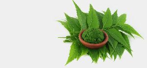 Neem Powder