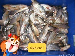 Frozen Golden Croaker Fish