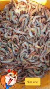 frozen shrimp fish