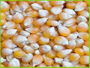 Maize