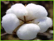 Raw Cotton Bales