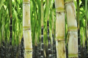 Sugar Cane