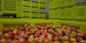 Fruit Cold Storage Room