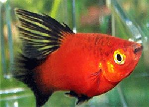 Red Platy Fish