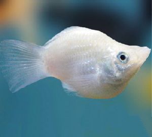 SILVER BALLOON MOLLY FISH