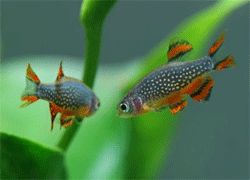 SURPY TETRAS FISH