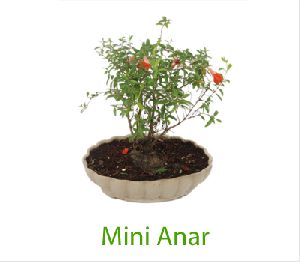 Mini Anar Bonsai