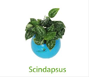 Scindapsus Artificial Plant