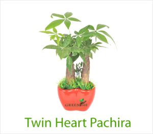 Twin Heart Pachira