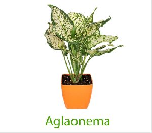 White Aglaonema