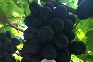 Black Jumbo Seedless Grapes