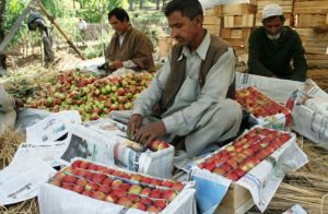 kashmiri apple [american]