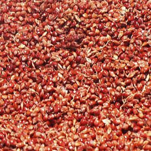 Sorghum