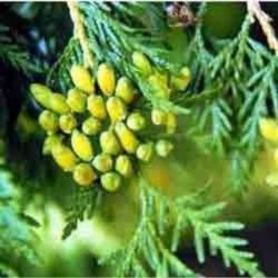 THUJA WOOD OIL