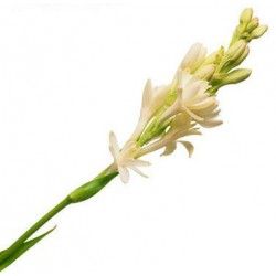 Tuberose Absolute Oil