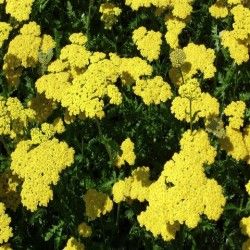 Yarrow Oil