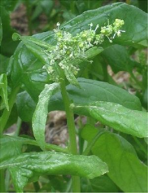 Fresh Spinach