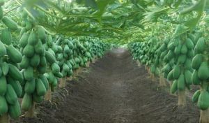 Papaya Plant