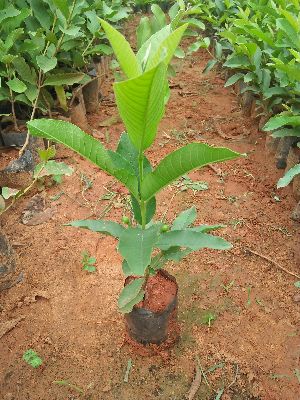 Taiwan Pink Guava Plant