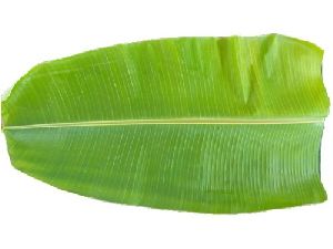 Fresh Banana Leaf