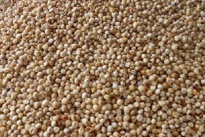 Sorghum Millet (Cholam)