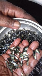 Tilapia Fish Seeds