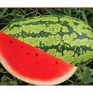 UN Tarun F1 Watermelon Seeds