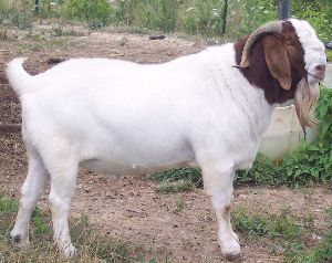 boer goat