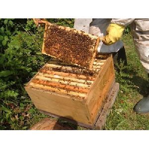 honey bee box