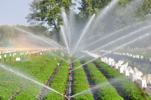 Sprinkler Irrigation Service