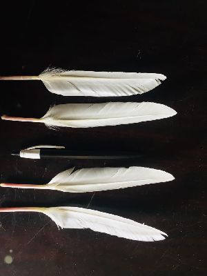 white duck feathers
