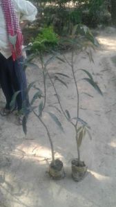 Mango Plants