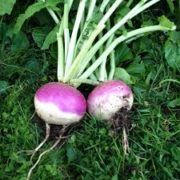 turnips