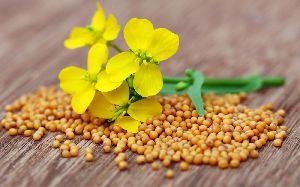 Mustard Seeds