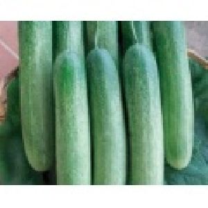 cucumber seed
