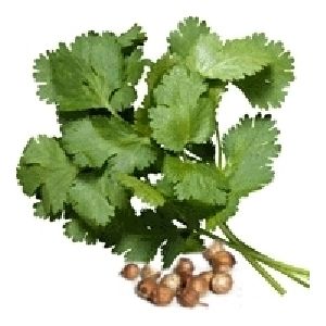 Cilantro